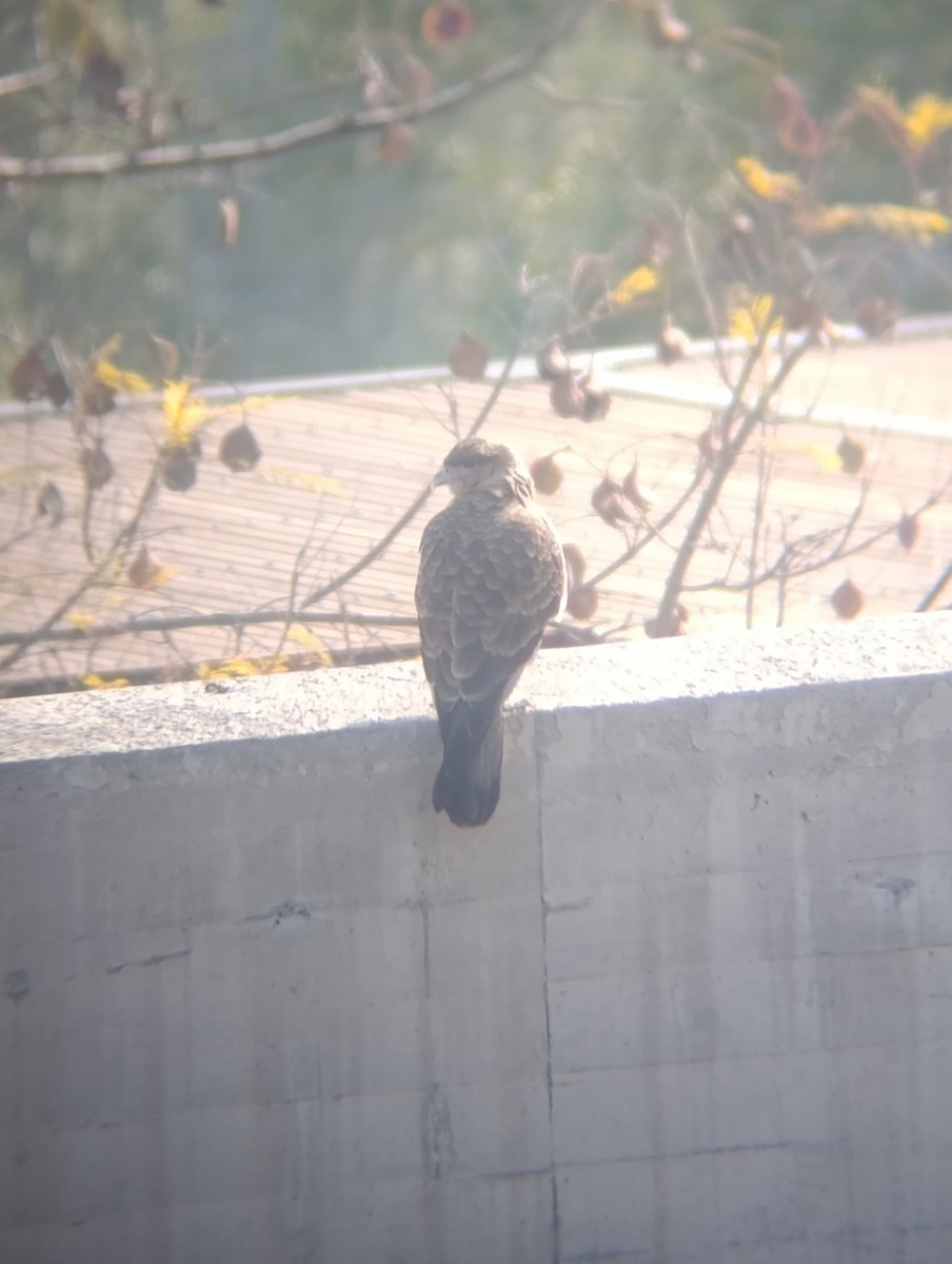 Chimango Caracara - ML638255754
