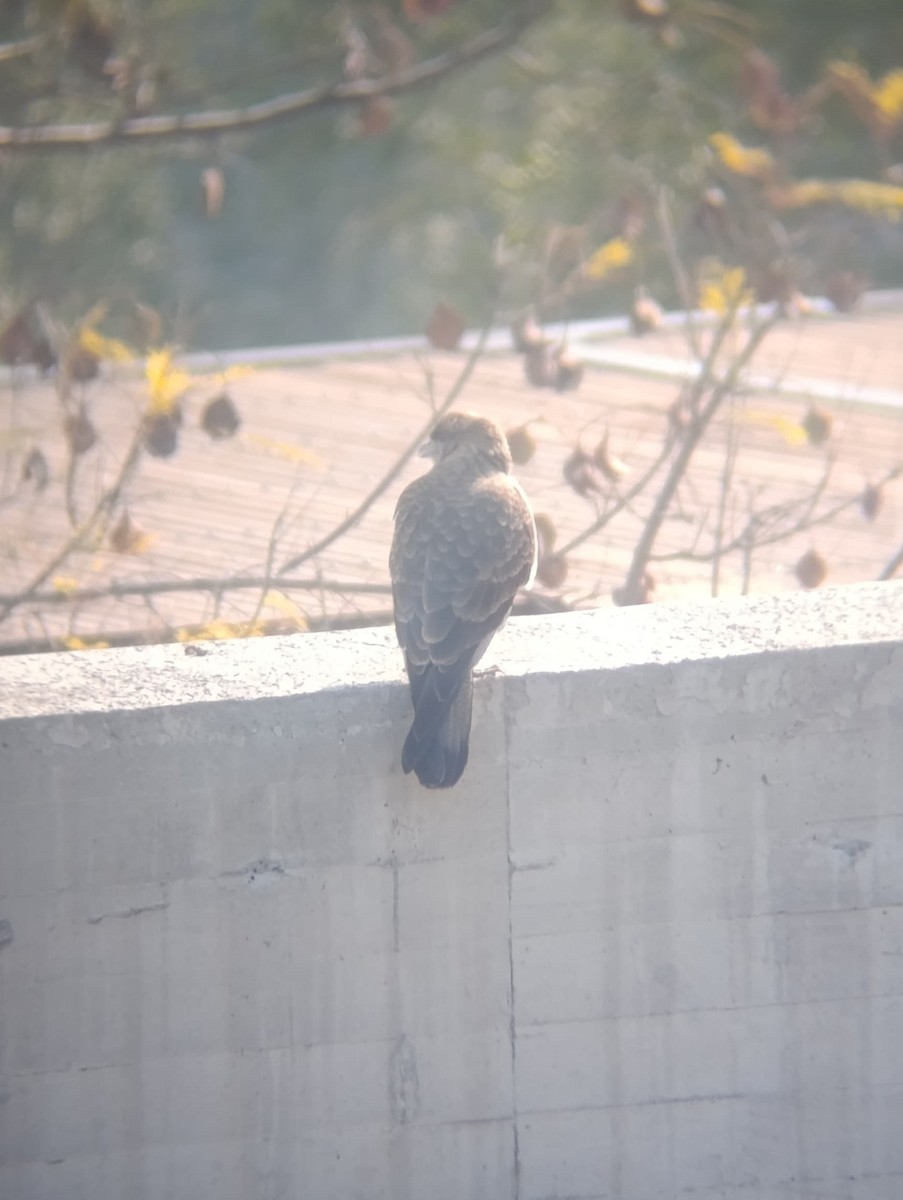 Chimango Caracara - ML638255769