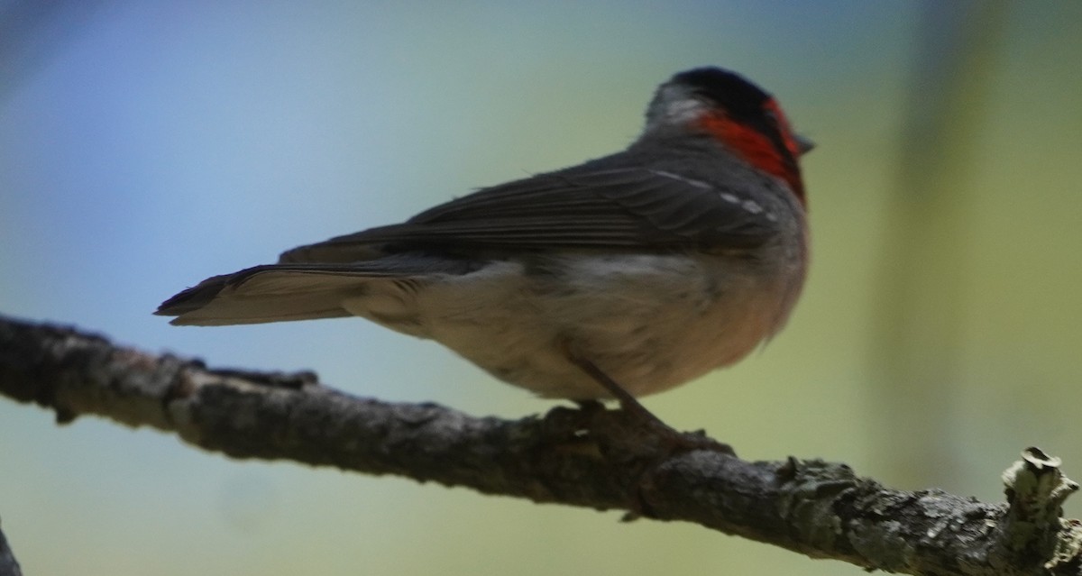 Red-faced Warbler - ML638255772