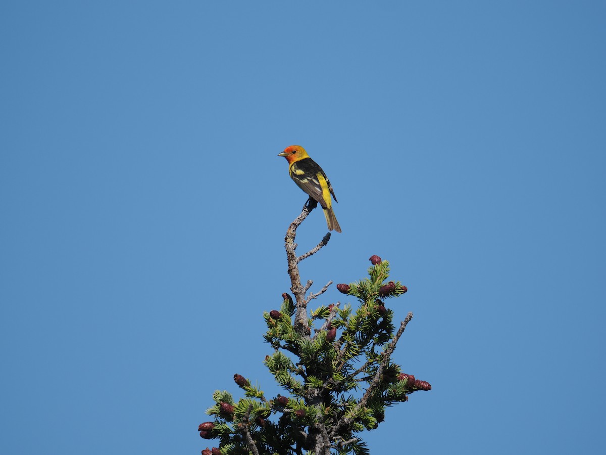 Western Tanager - ML638255777