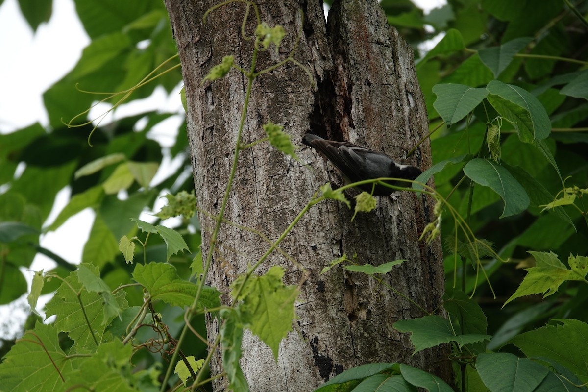 White-breasted Nuthatch - ML638255783