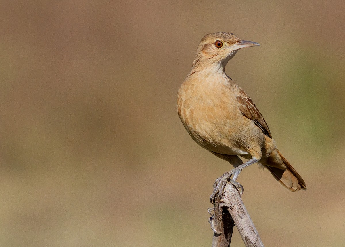 Rufous Hornero - ML638255784