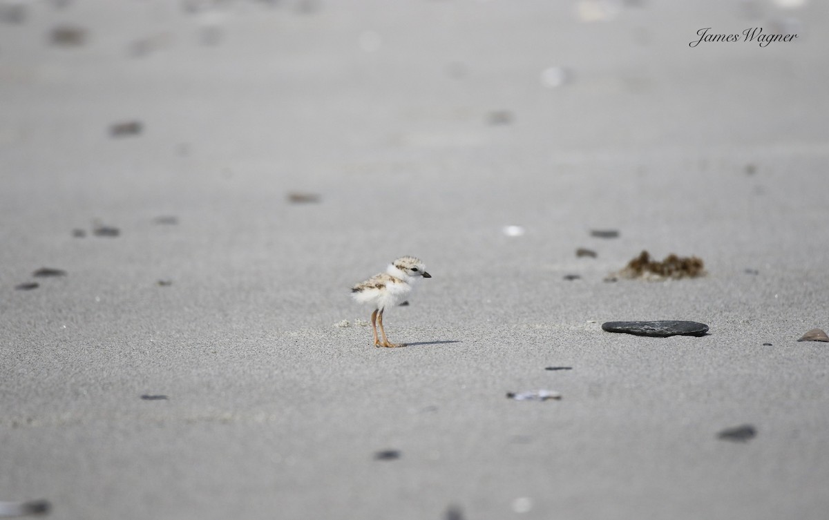 Piping Plover - ML638255786
