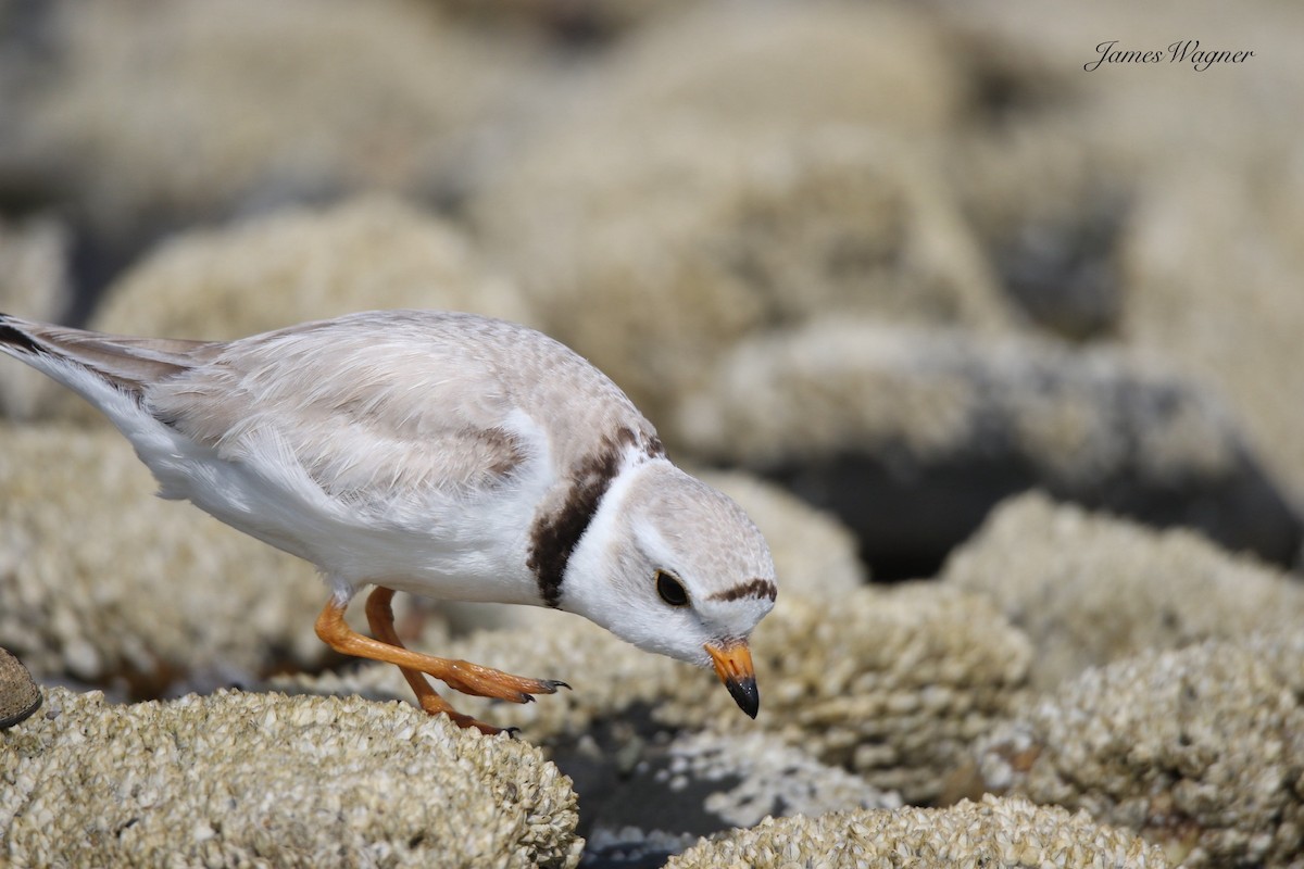 Piping Plover - ML638255787