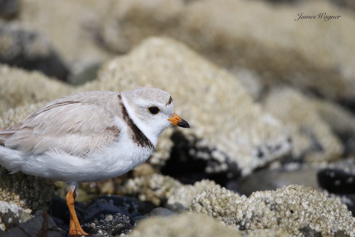 Piping Plover - ML638255788