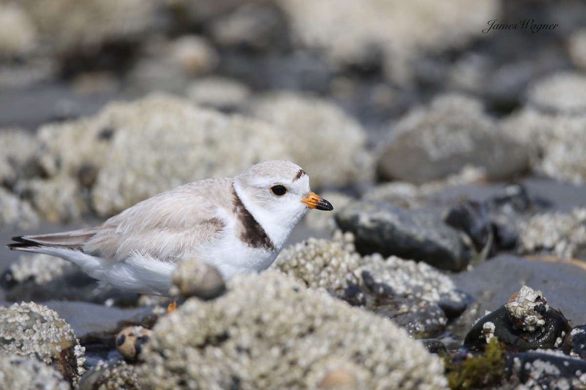 Piping Plover - ML638255789