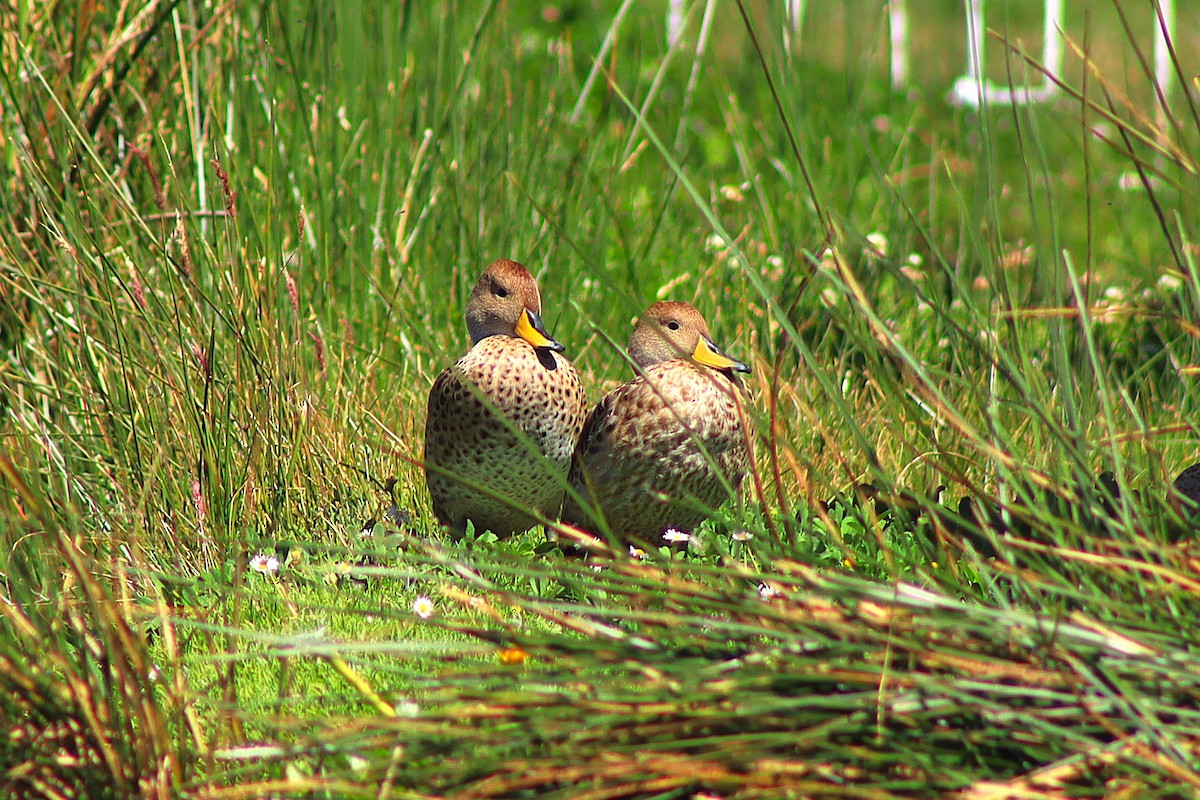 Yellow-billed Pintail - ML638255793