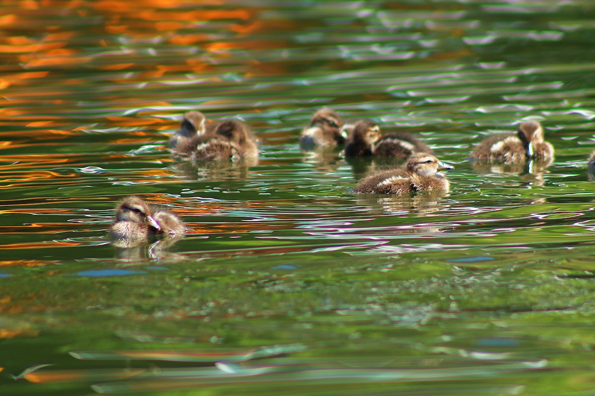 Yellow-billed Pintail - ML638255794