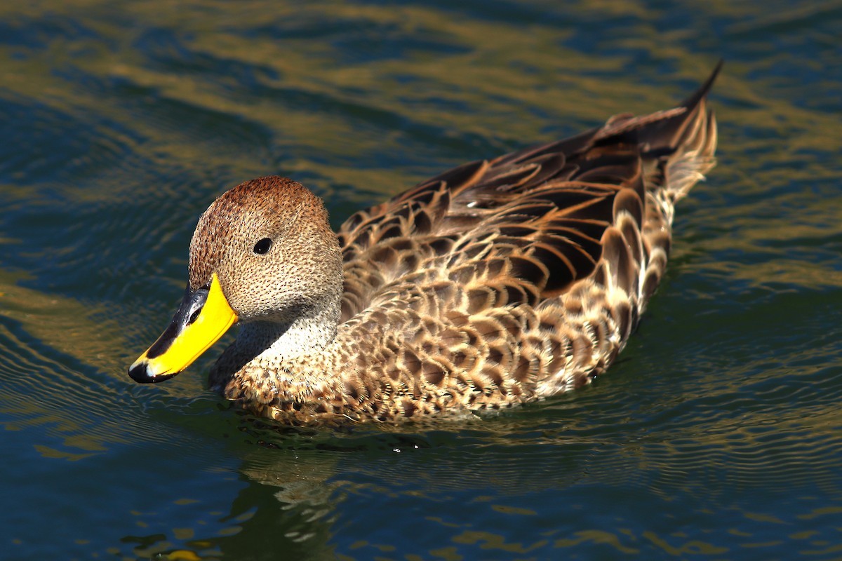Yellow-billed Pintail - ML638255795