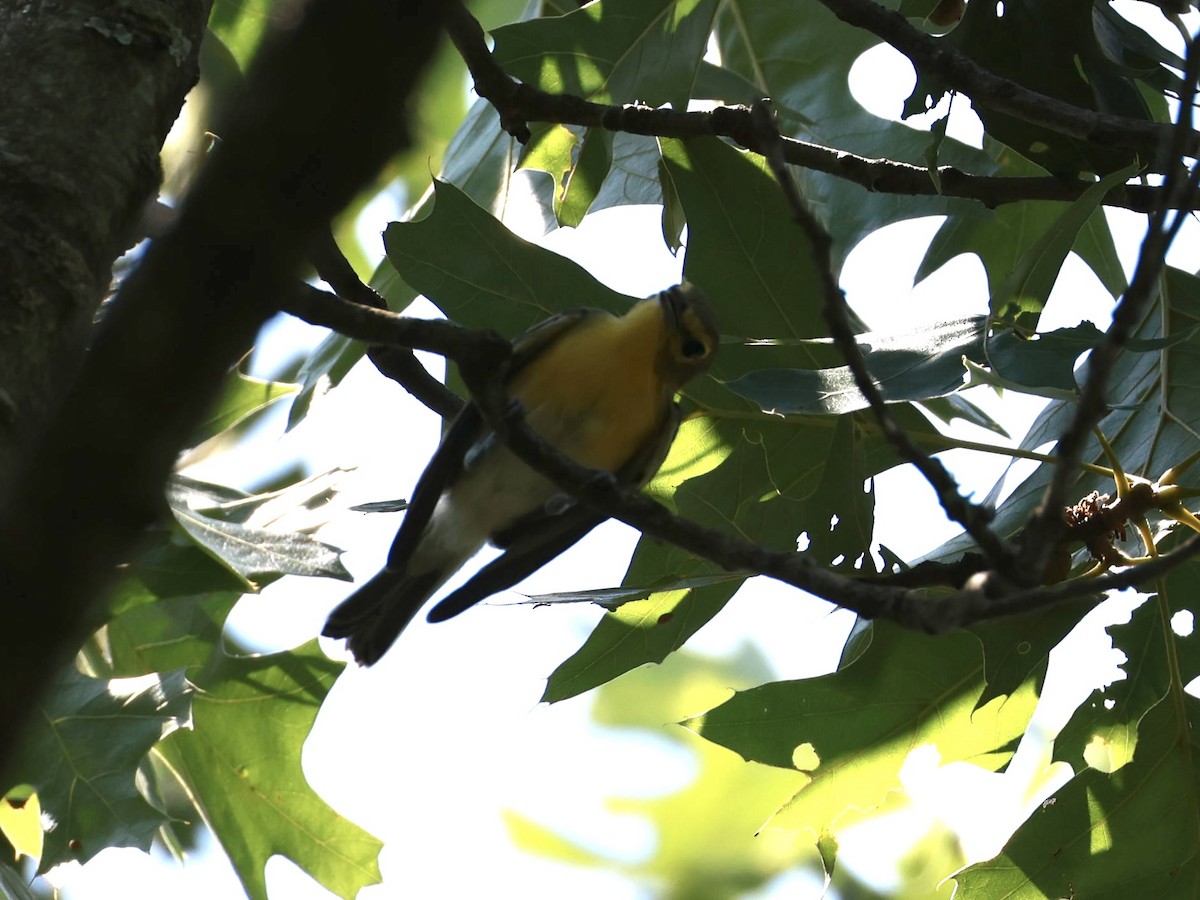 Yellow-throated Vireo - ML638255801