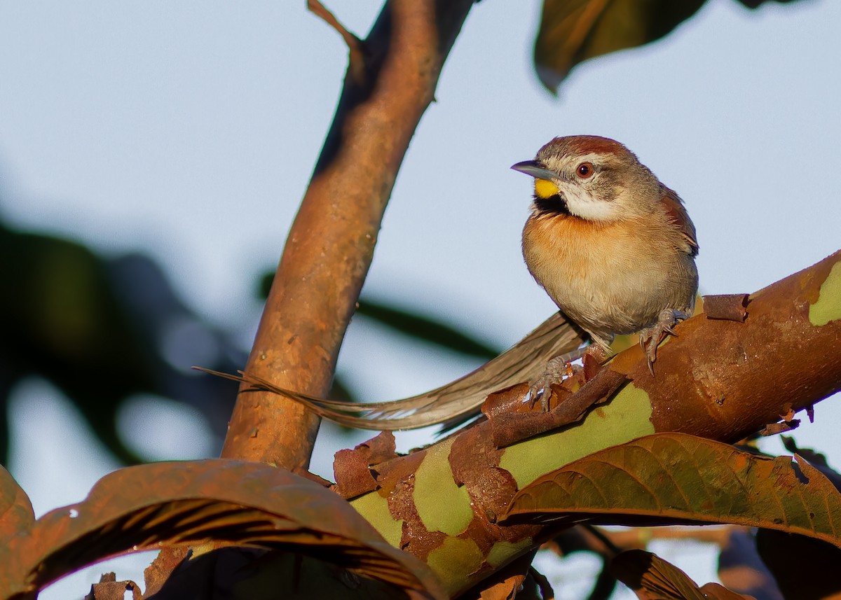 Chotoy Spinetail - ML638255803