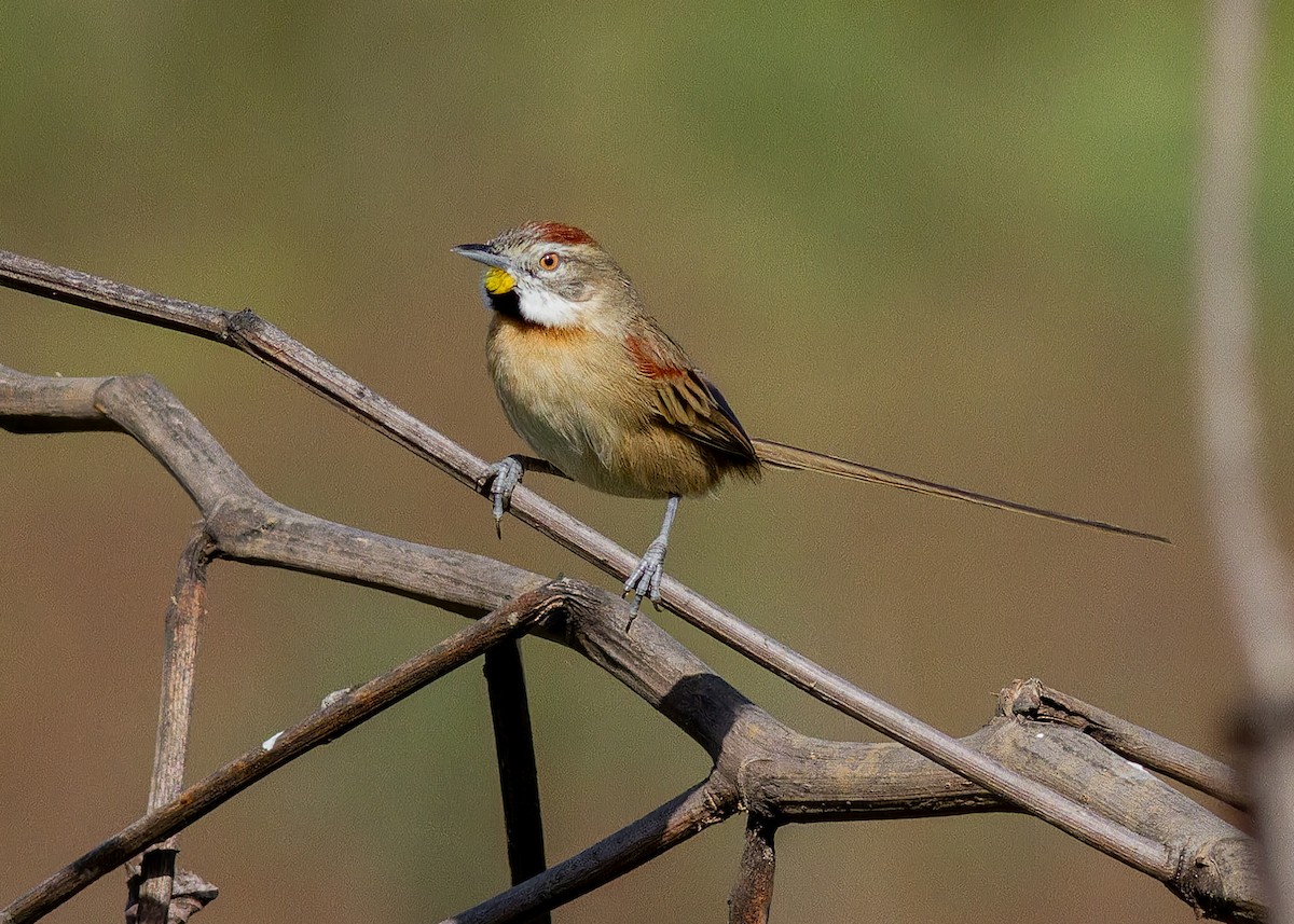 Chotoy Spinetail - ML638255804