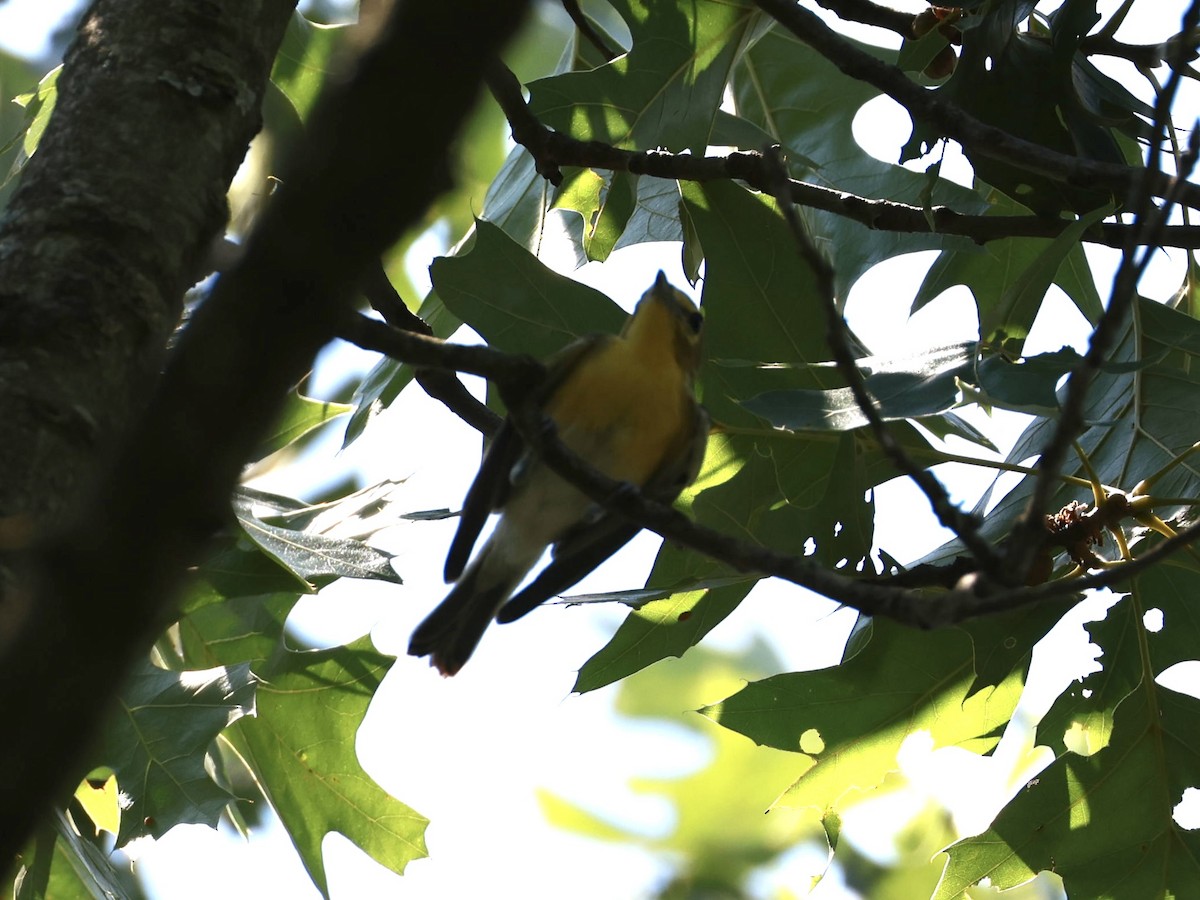 Yellow-throated Vireo - ML638255805