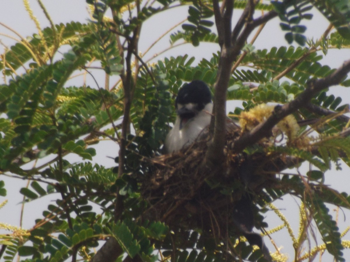 White-naped Xenopsaris - ML638255810