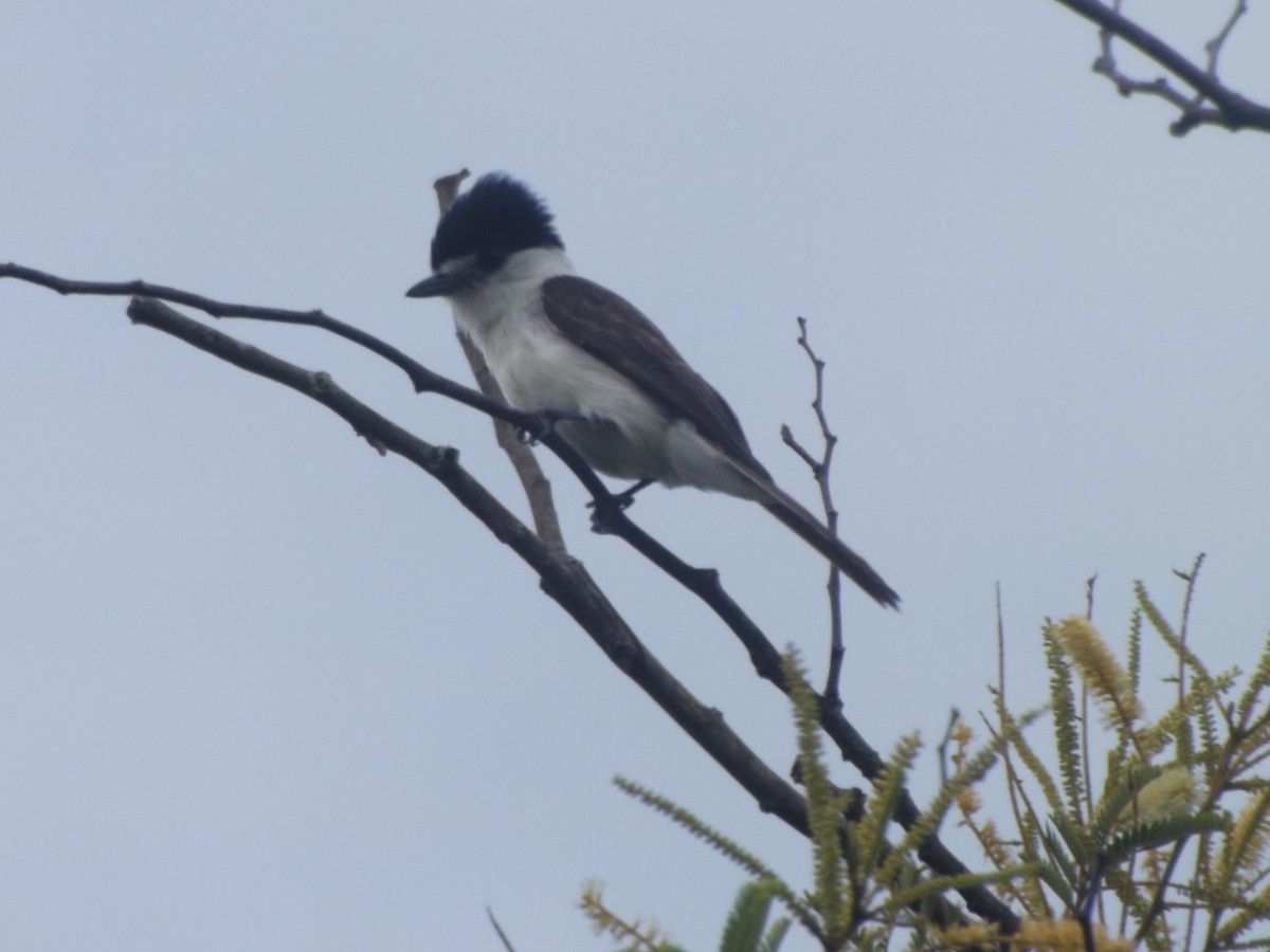 White-naped Xenopsaris - ML638255811