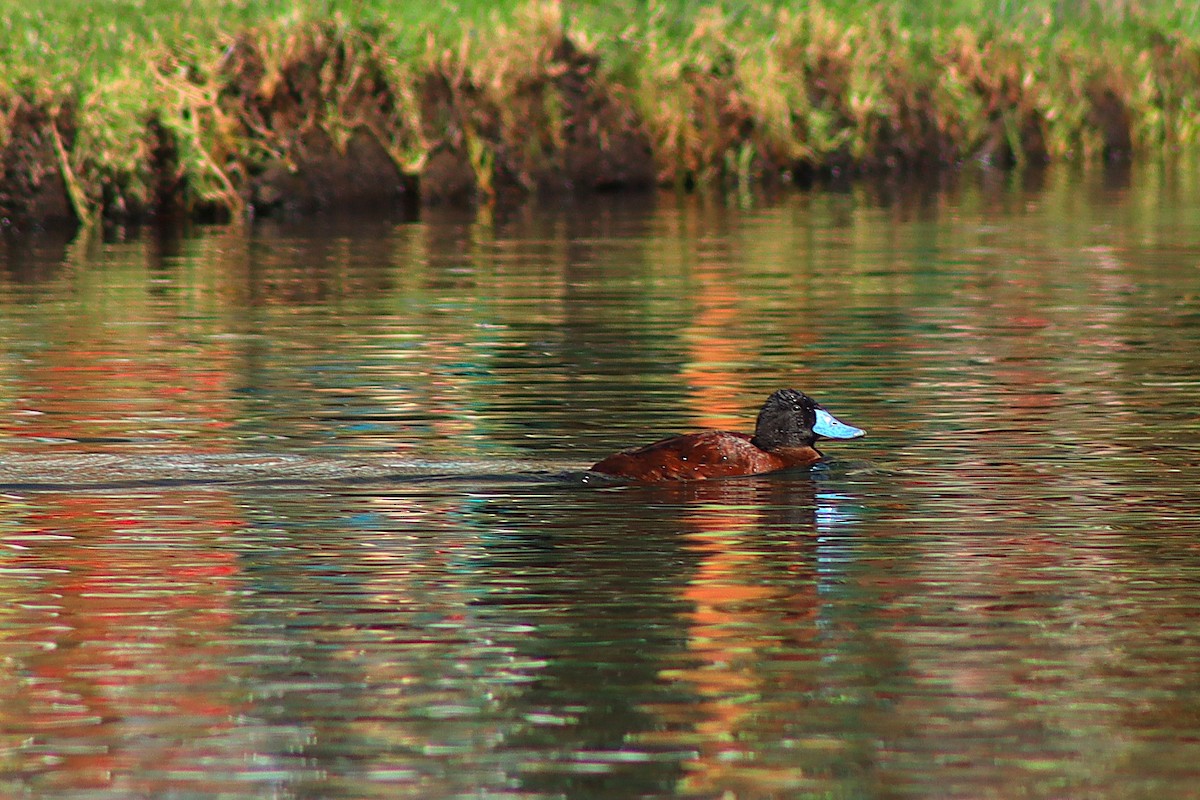 Andean Duck - ML638255813