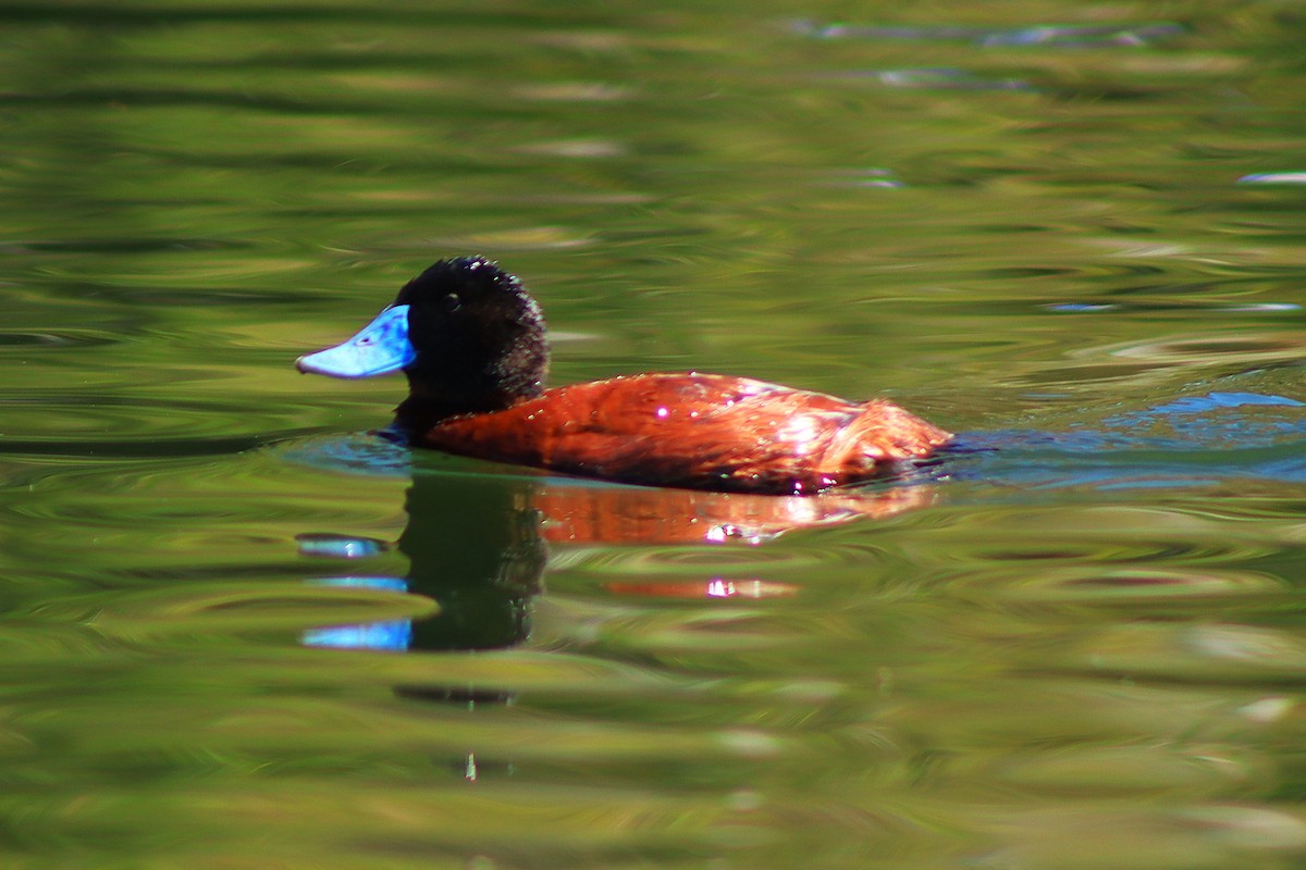 Andean Duck - ML638255814