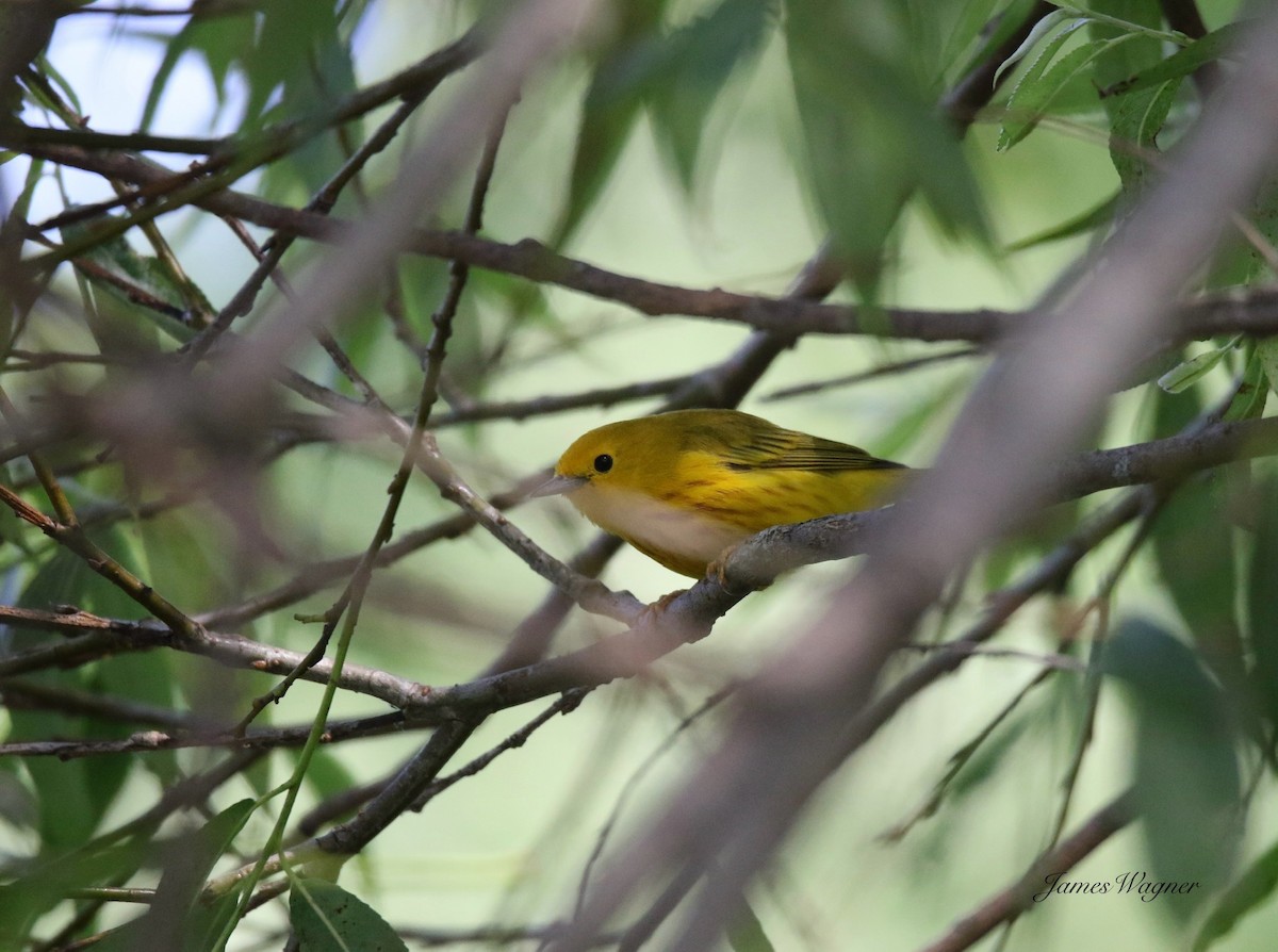 Yellow Warbler - ML638255815