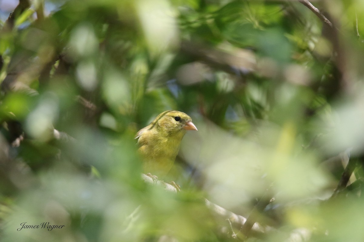 American Goldfinch - ML638255827