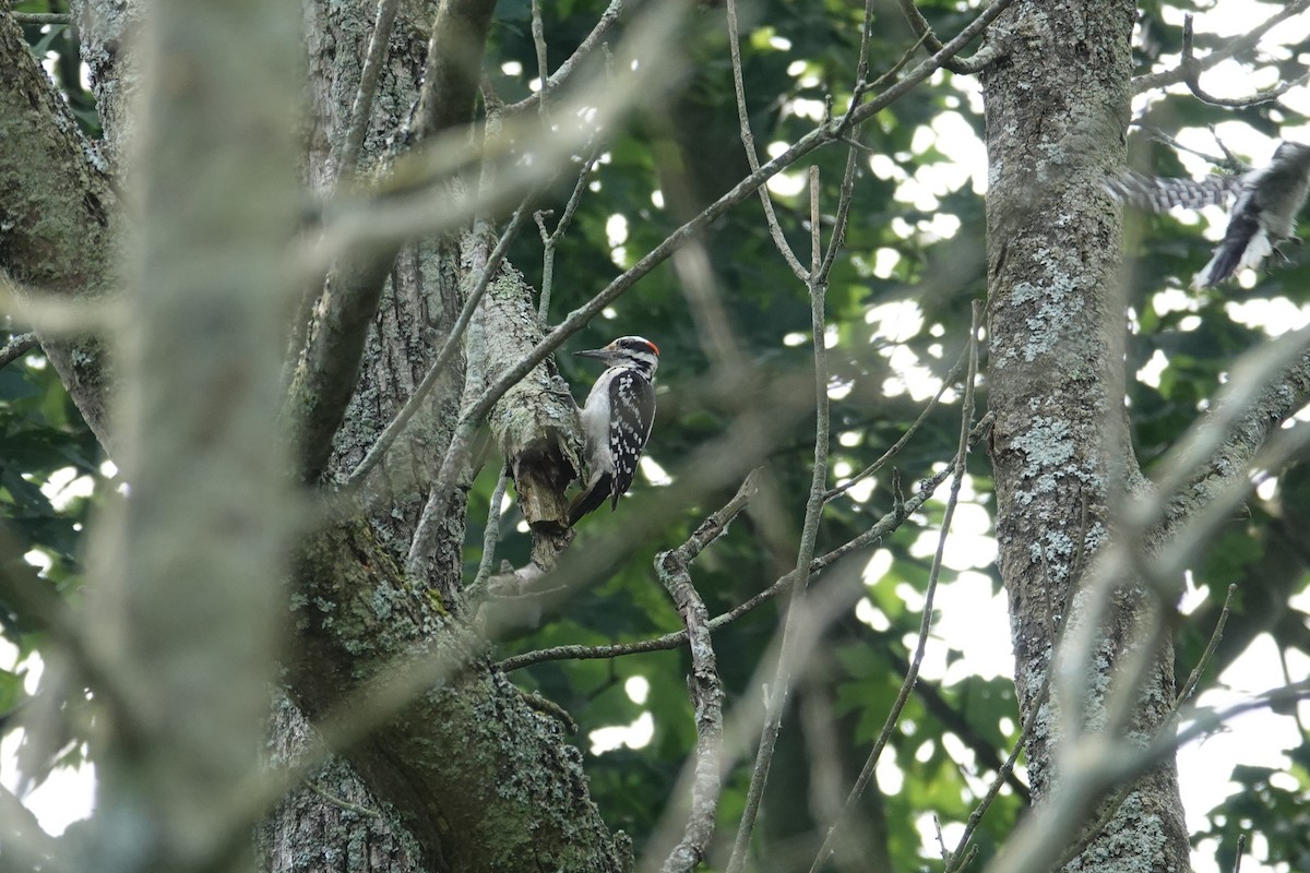 Hairy Woodpecker - ML638255833