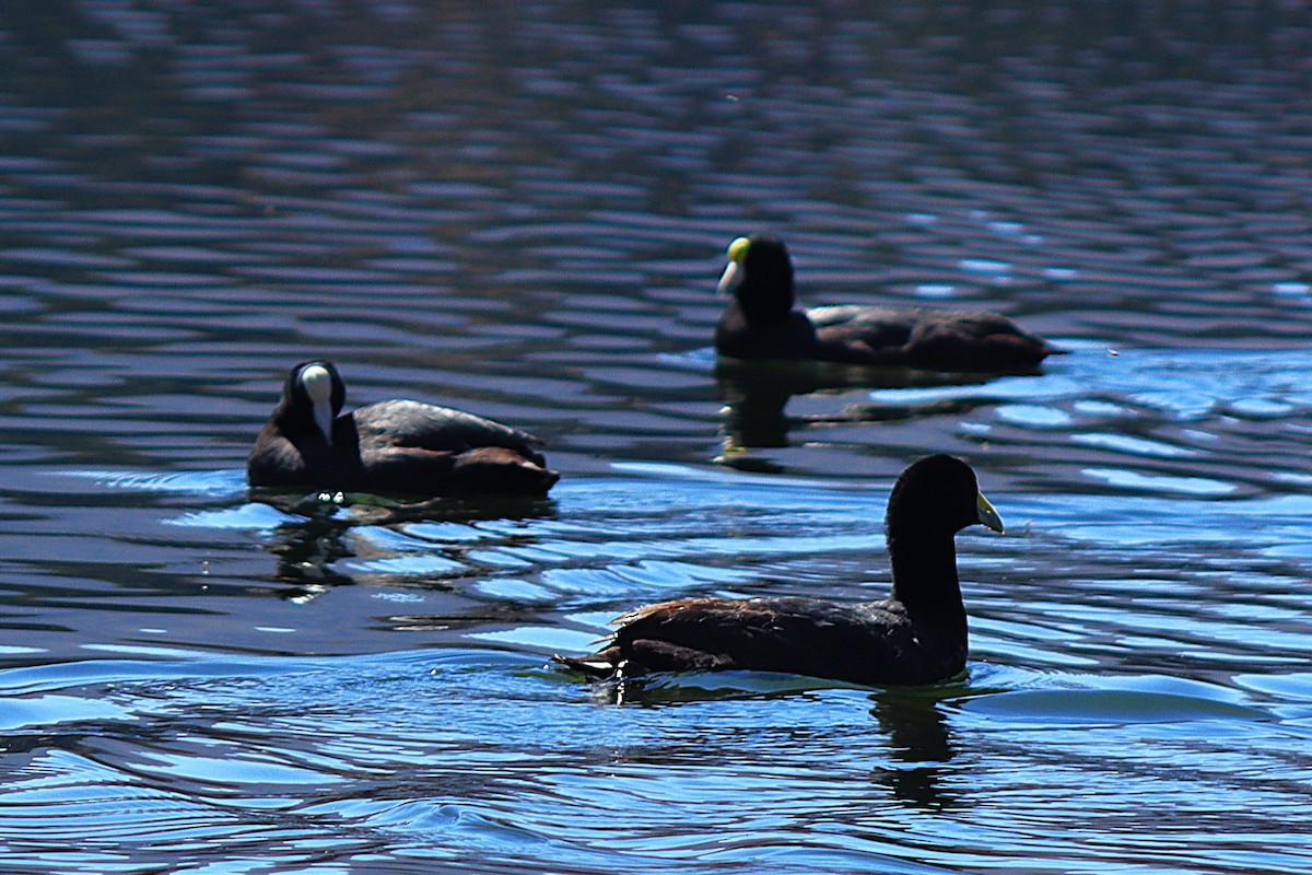 Slate-colored Coot - ML638255836