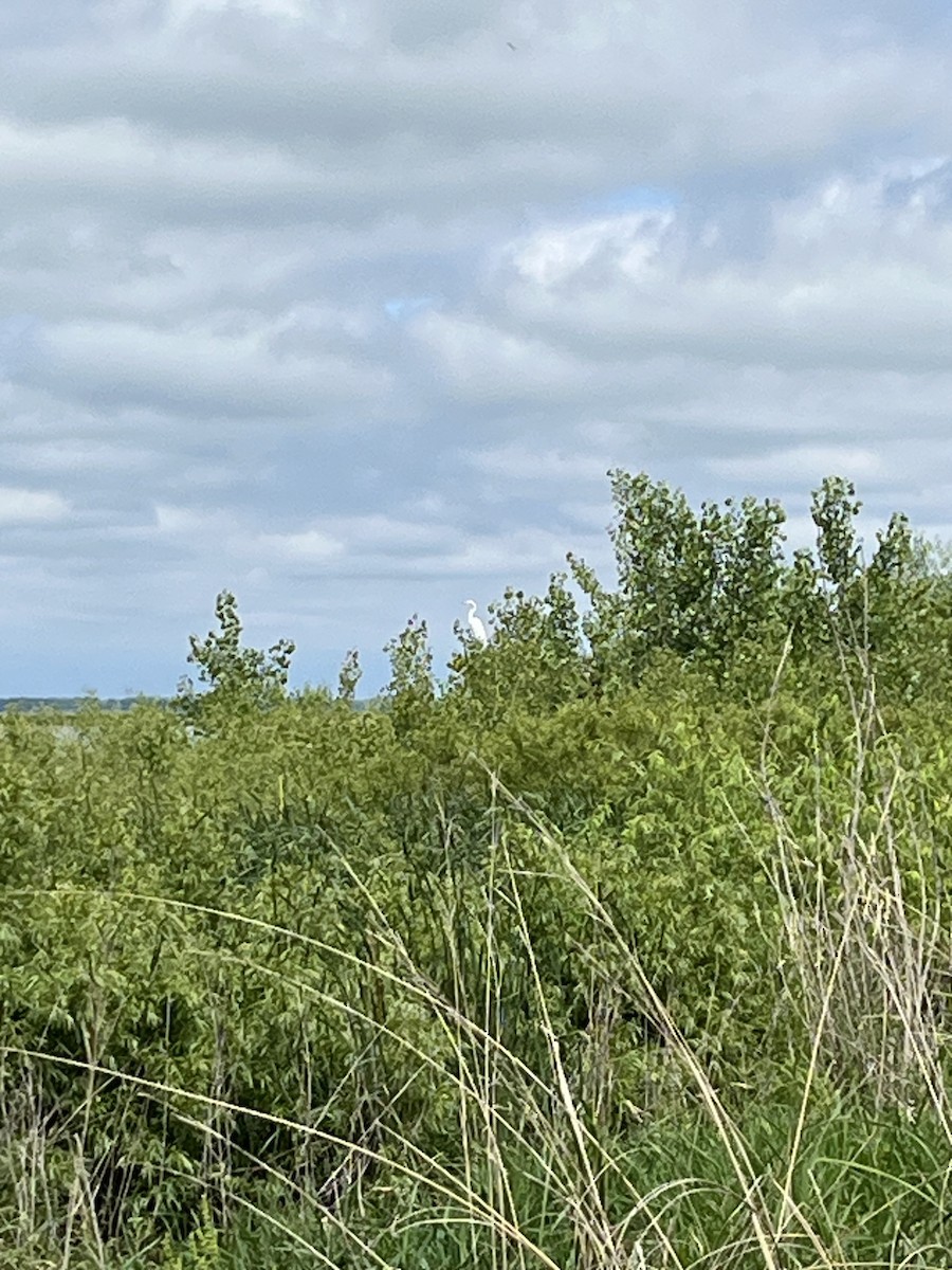 Great Egret - ML638255845