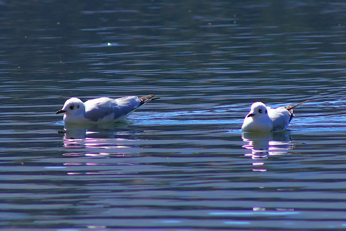 Andean Gull - ML638255847