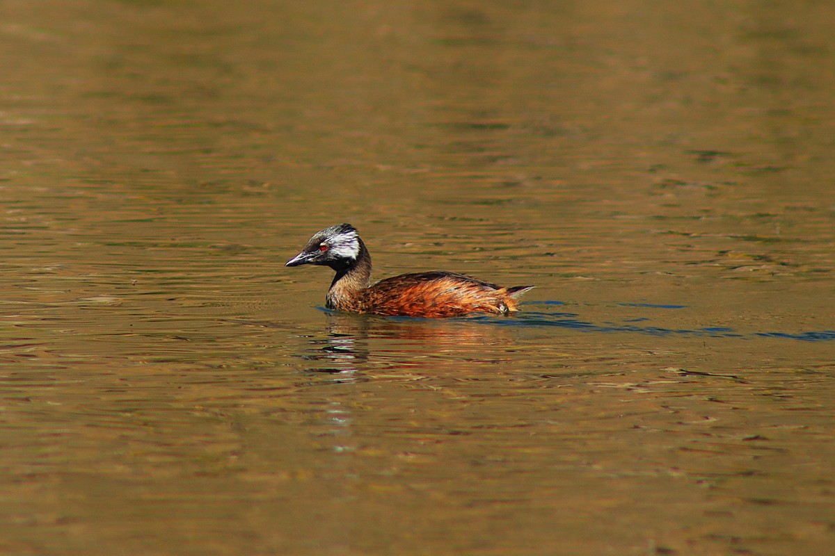 White-tufted Grebe - ML638255852