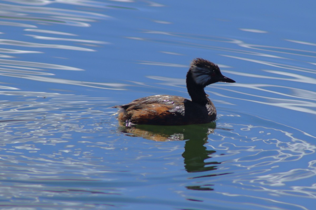 White-tufted Grebe - ML638255853