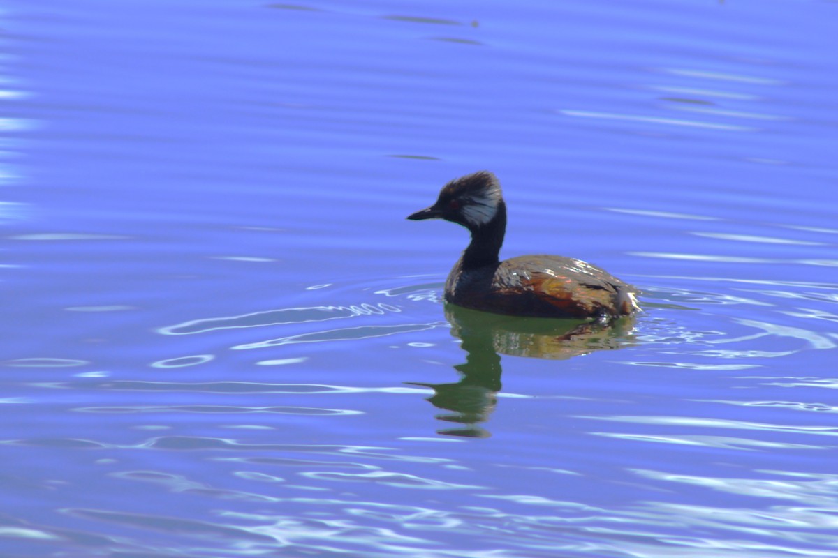White-tufted Grebe - ML638255854
