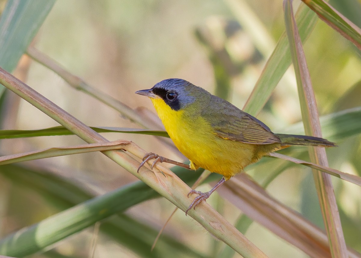 Southern Yellowthroat - ML638255855