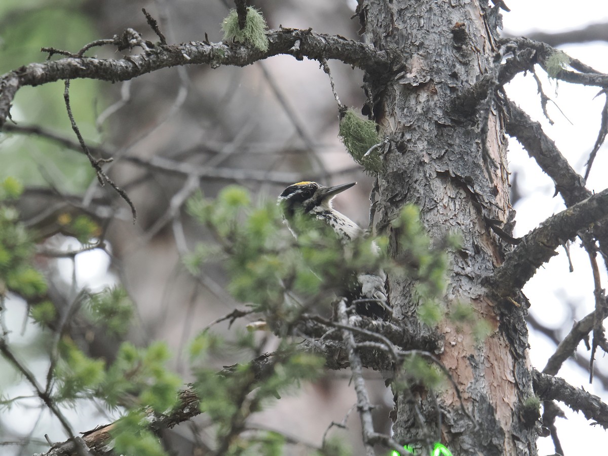 American Three-toed Woodpecker - ML638255859