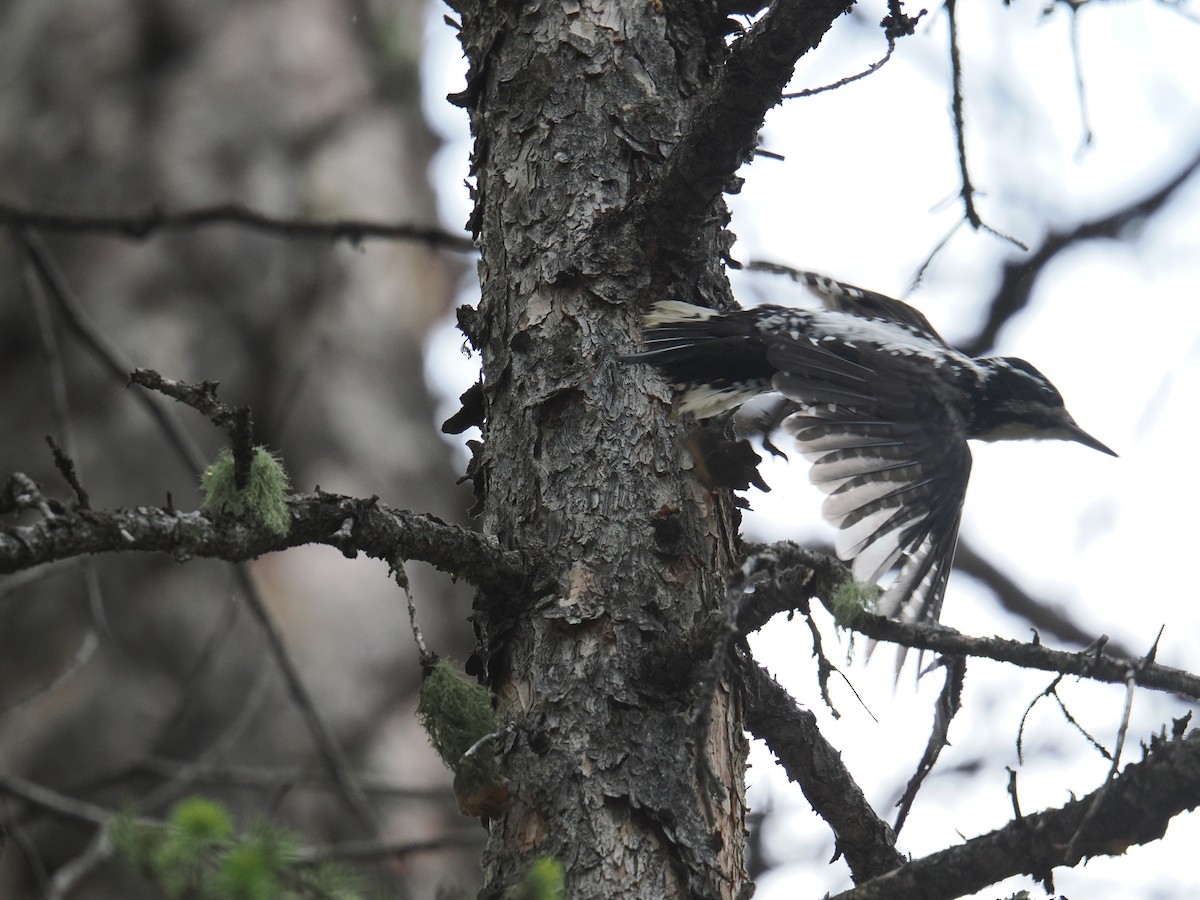 American Three-toed Woodpecker - ML638255860