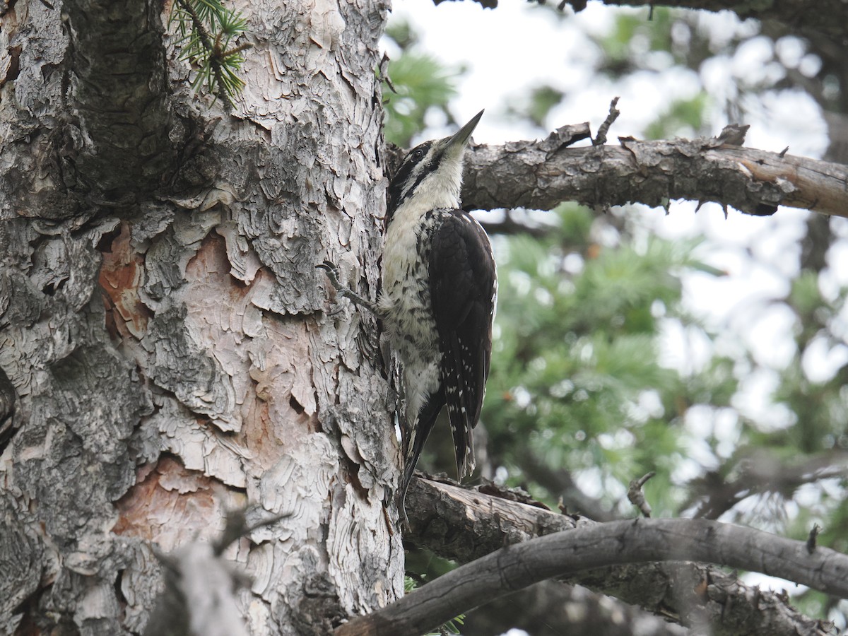 American Three-toed Woodpecker - ML638255861