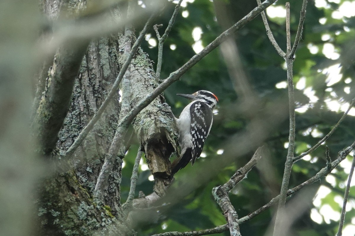 Hairy Woodpecker - ML638255878