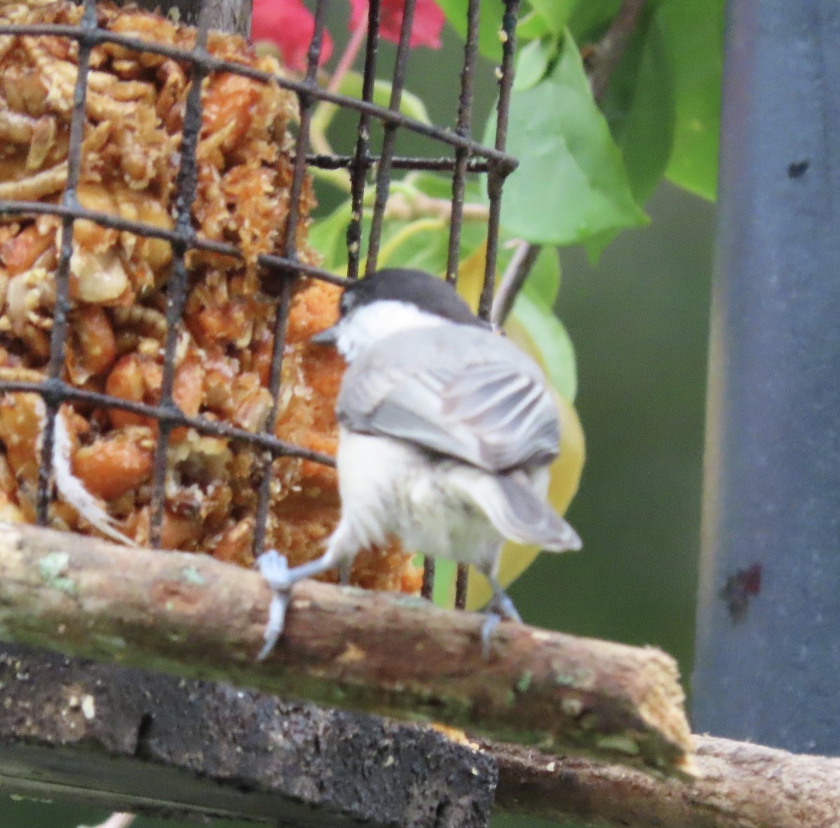 Carolina Chickadee - ML638255879
