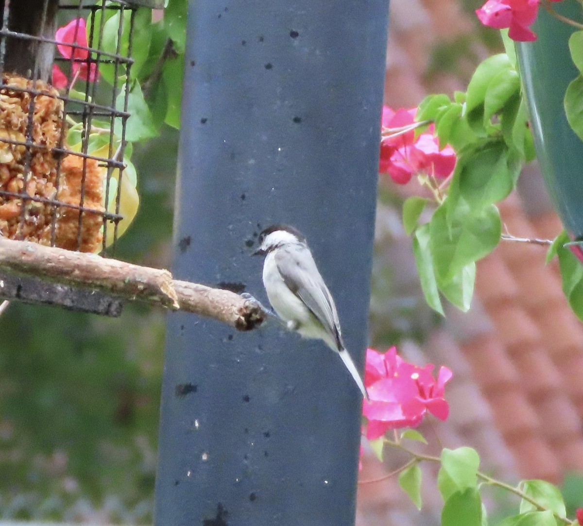 Carolina Chickadee - ML638255880