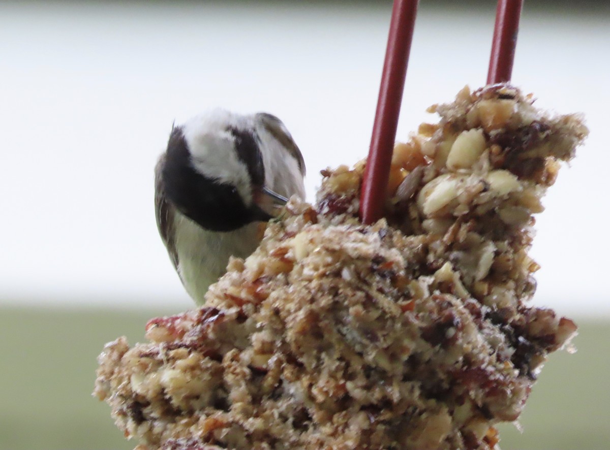 Carolina Chickadee - ML638255881