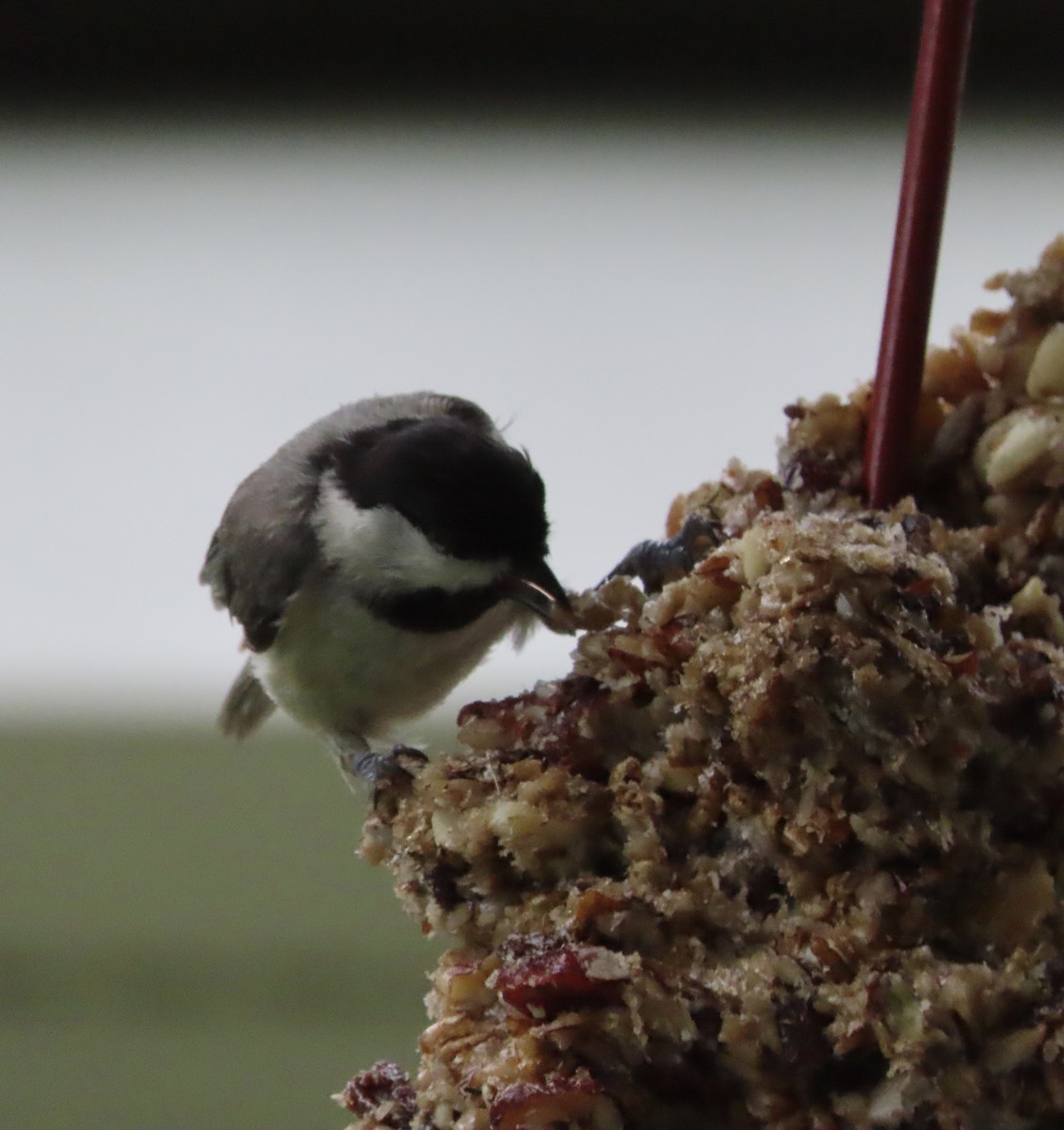 Carolina Chickadee - ML638255883