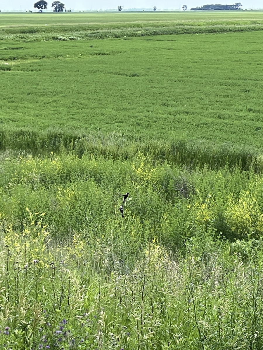 Bobolink - ML638255896