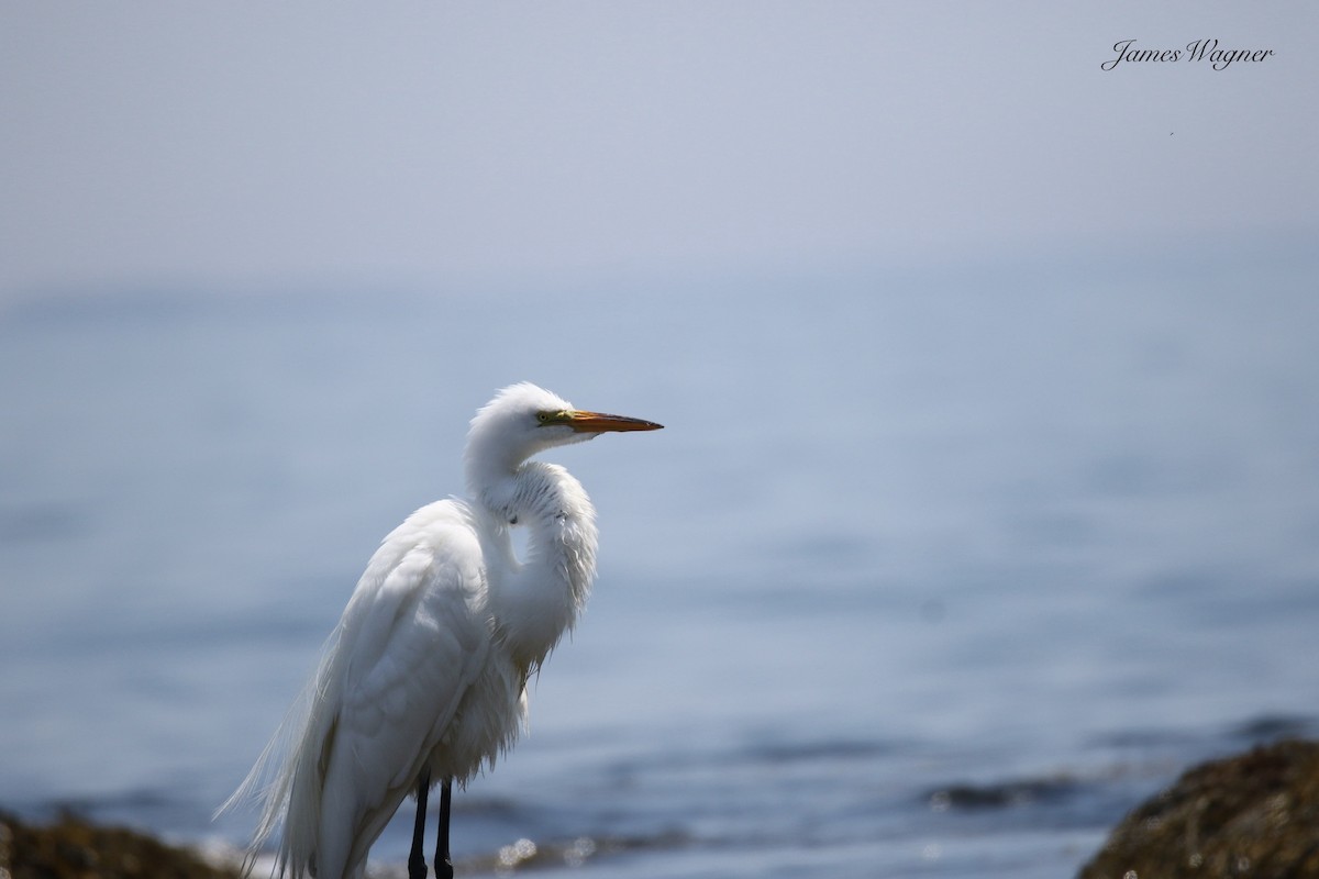Great Egret - ML638255903