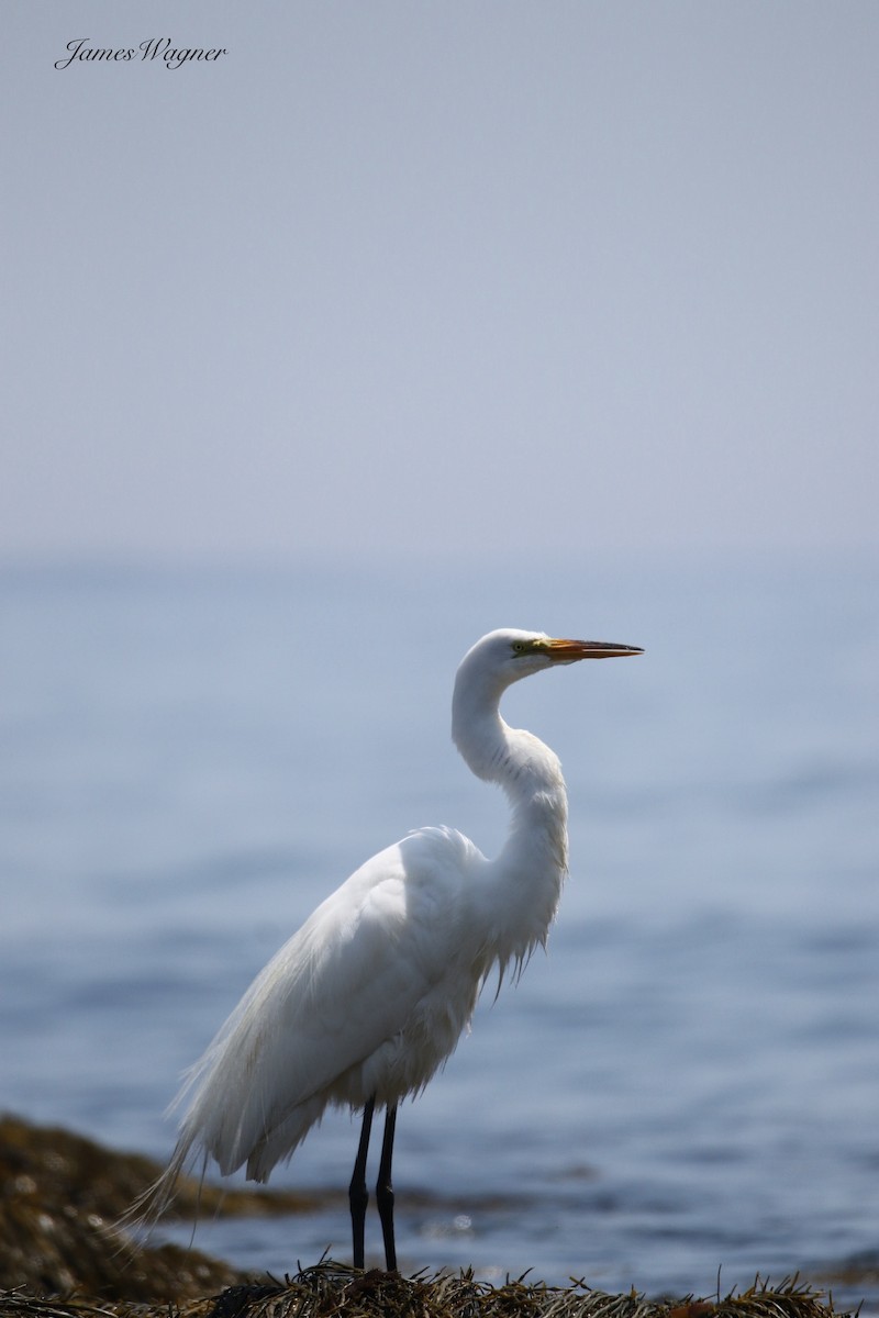 Great Egret - ML638255904