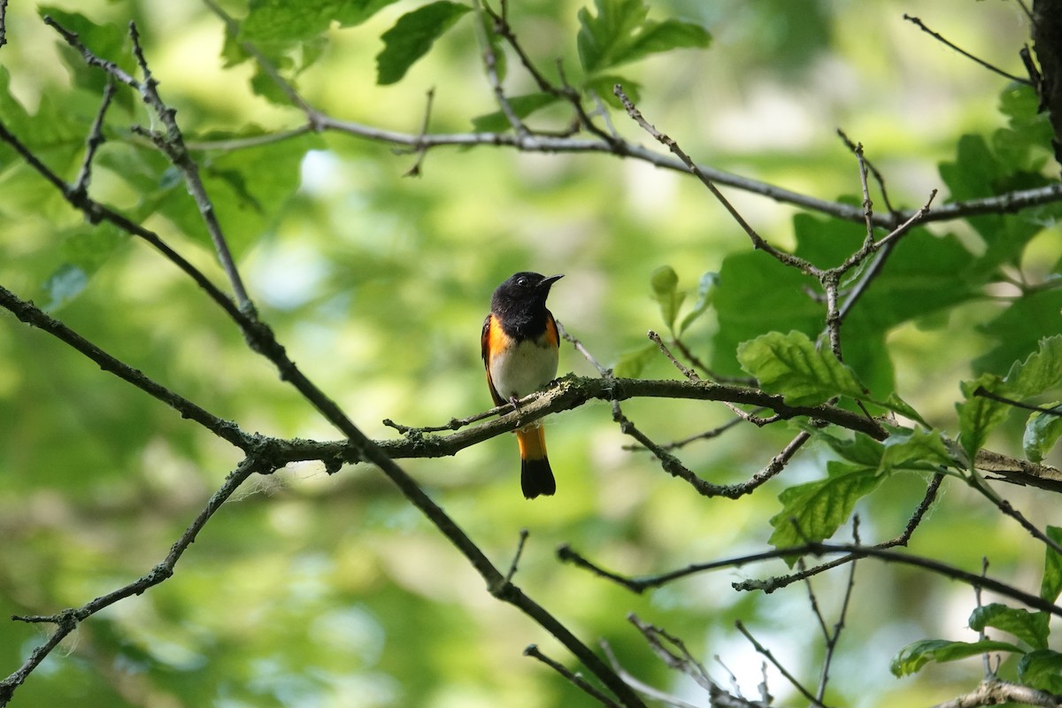 American Redstart - ML638255909