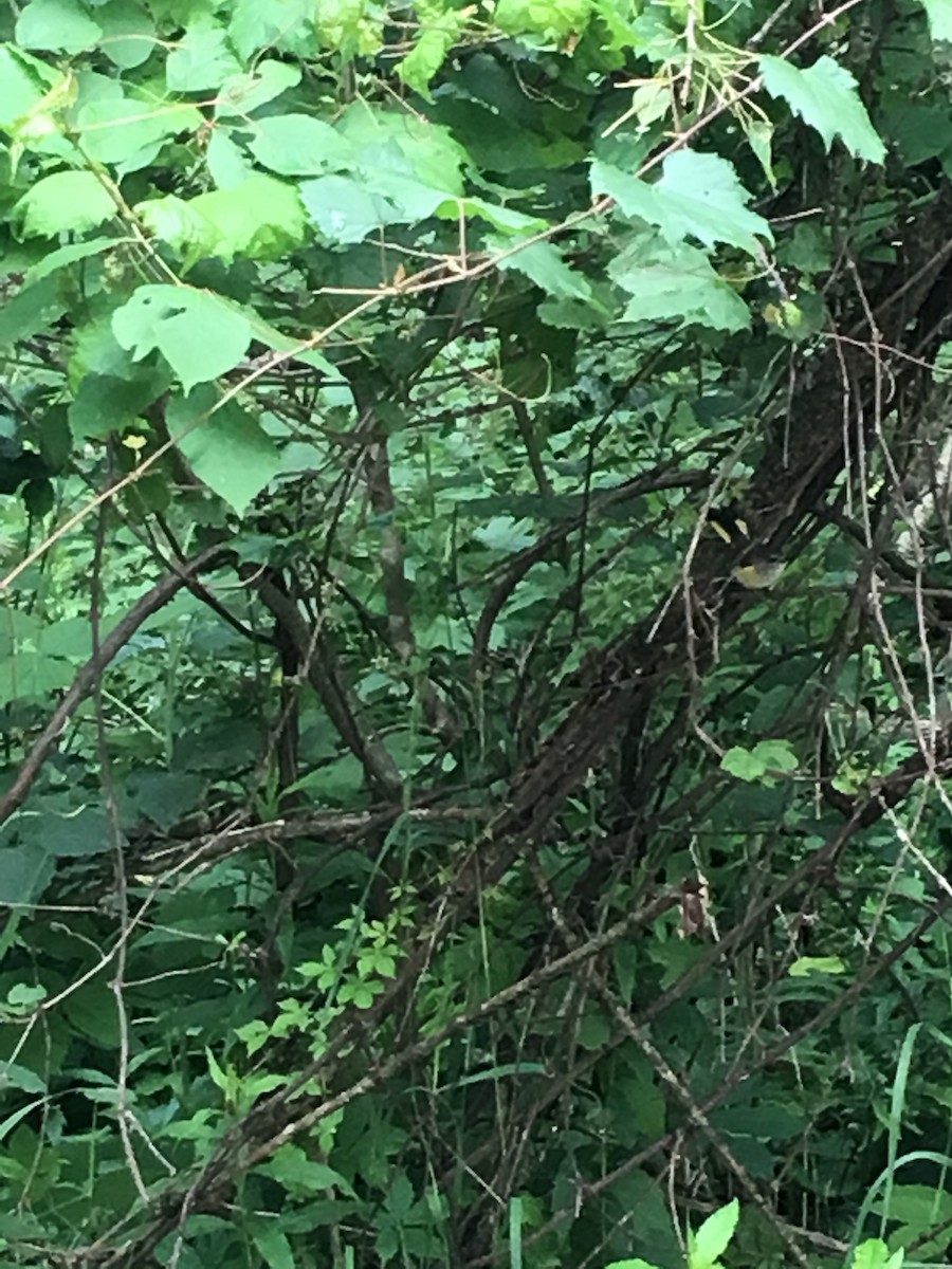 American Redstart - ML63825591