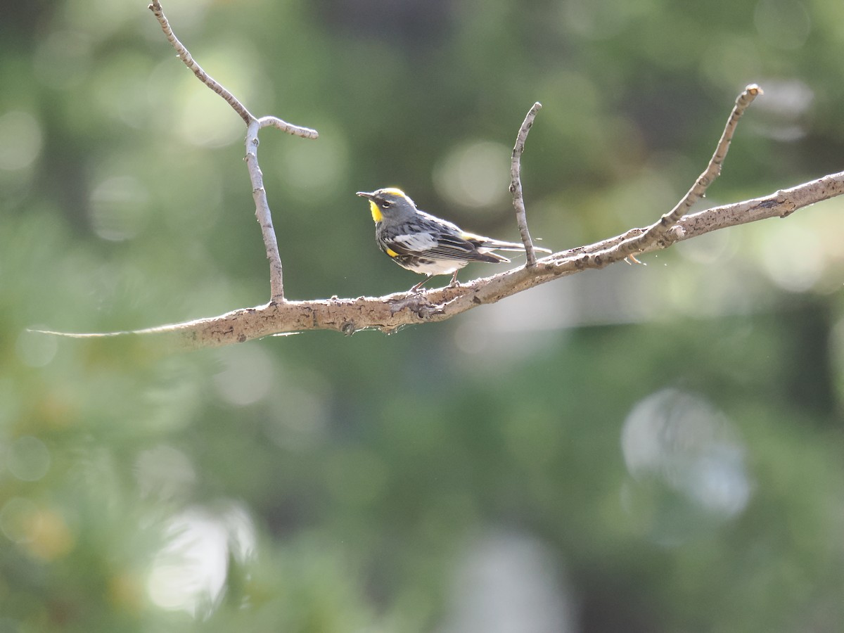 Yellow-rumped Warbler - ML638255913