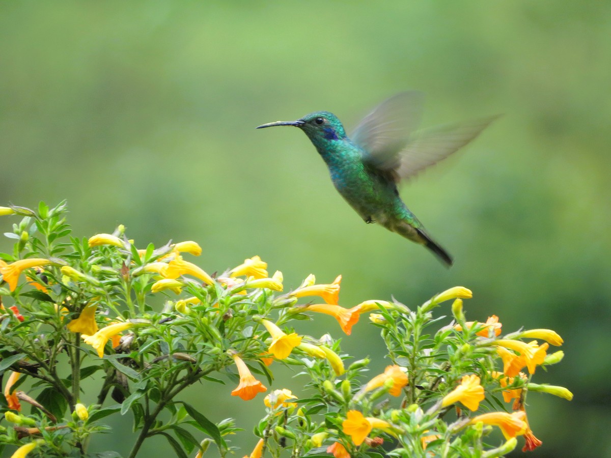 Lesser Violetear - ML638255918