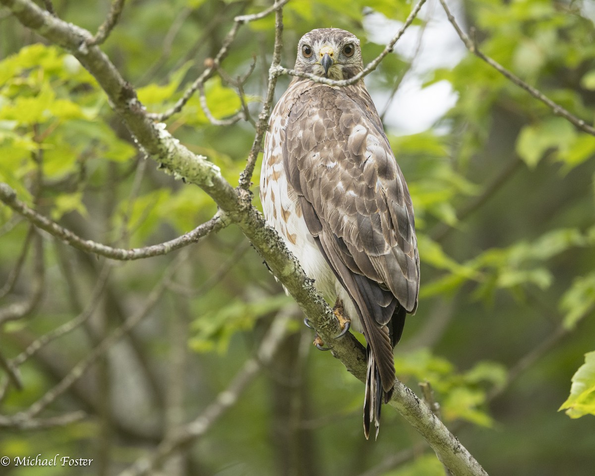 Broad-winged Hawk - ML638255919