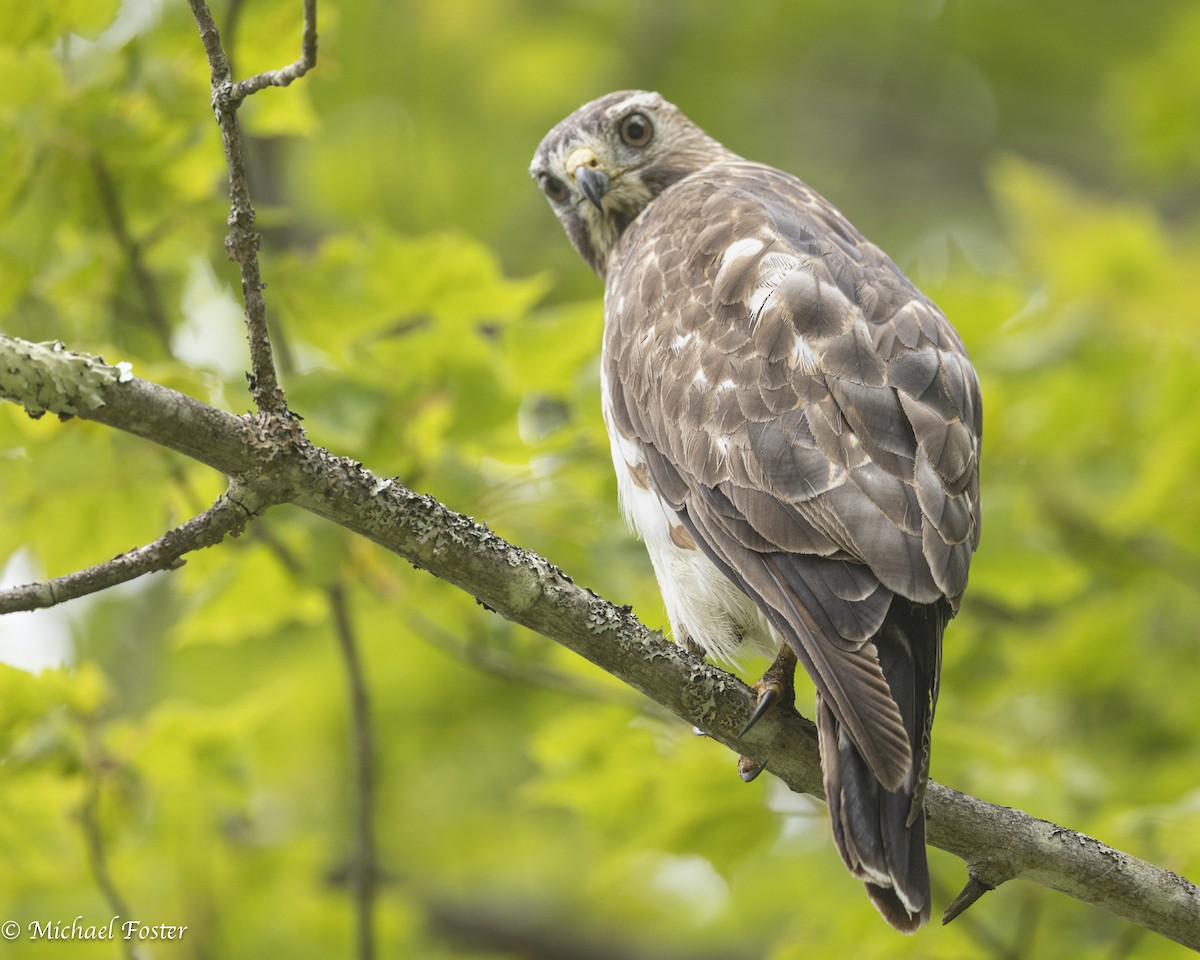 Broad-winged Hawk - ML638255920
