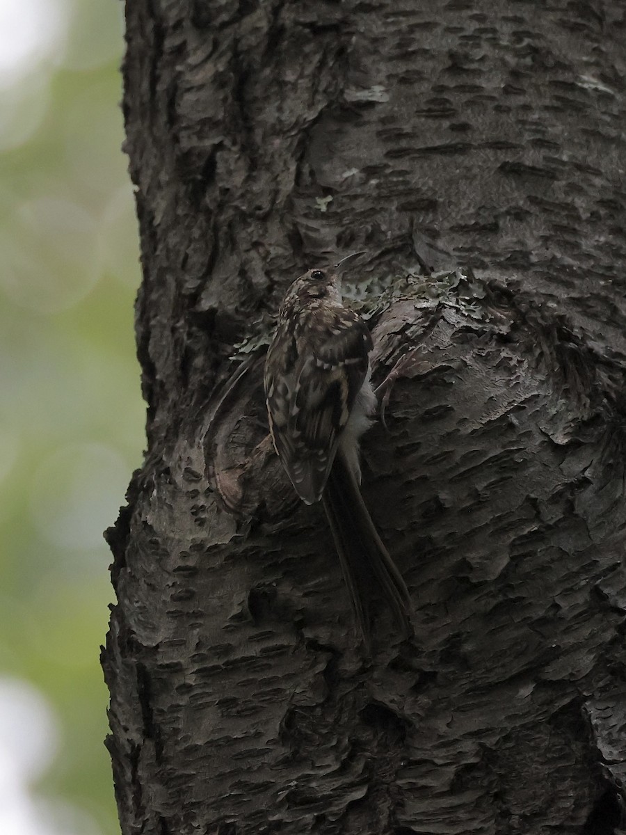 Brown Creeper - ML638255930