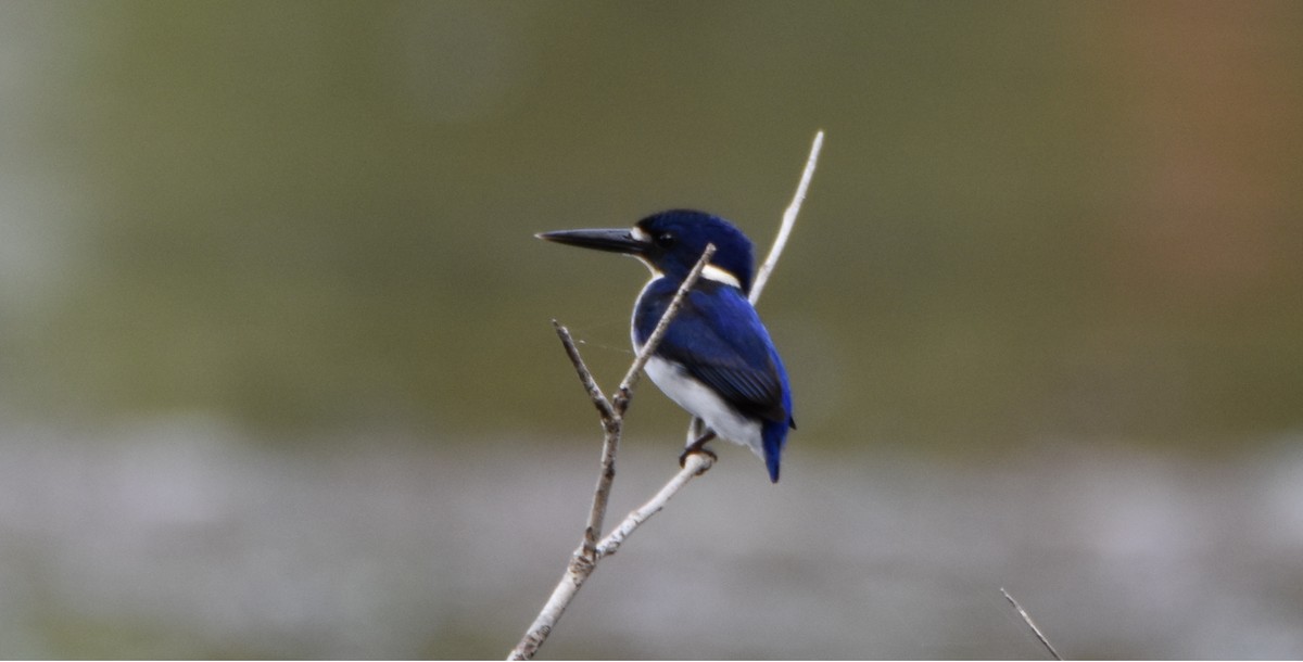 Little Kingfisher - ML638255933